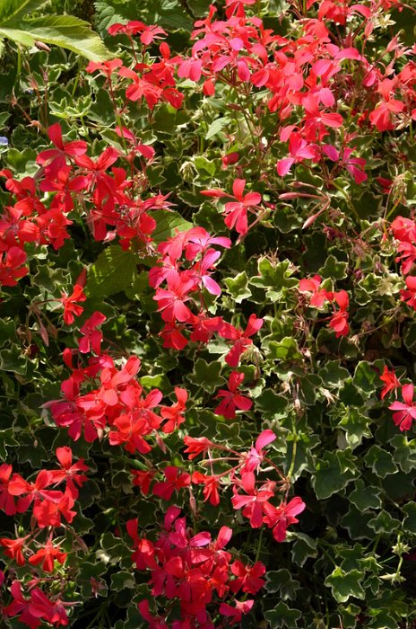 Pelargonium x 'Evka'